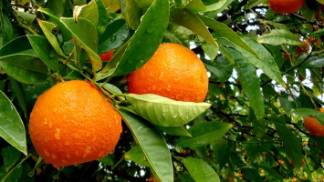 Грузия экспортировала более 20 000 тонн мандаринов